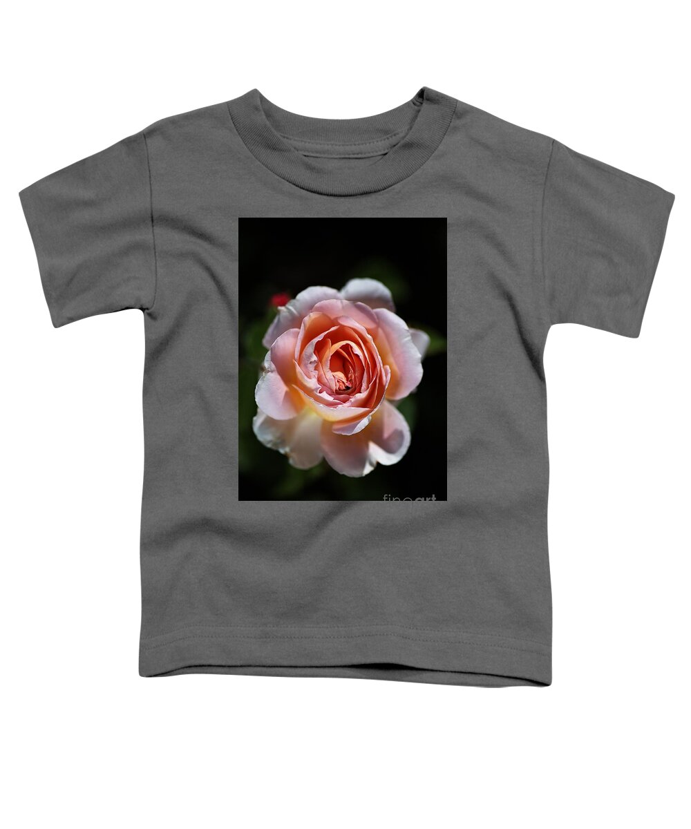 Abraham Darby Rose Flower Toddler T-Shirt featuring the photograph Single Romantic Rose by Joy Watson