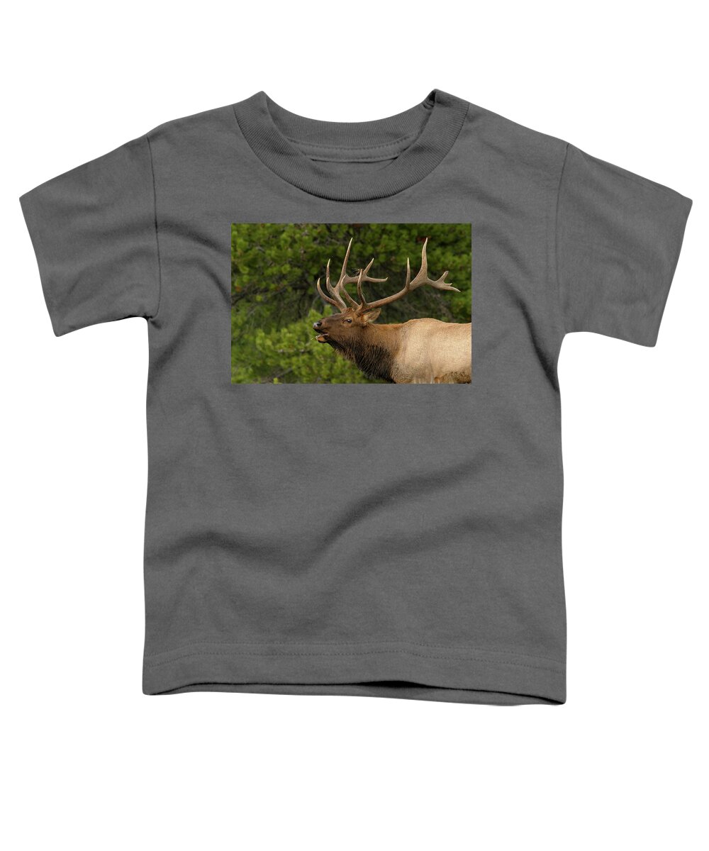 Elk Toddler T-Shirt featuring the photograph Sounding off by Ronnie And Frances Howard