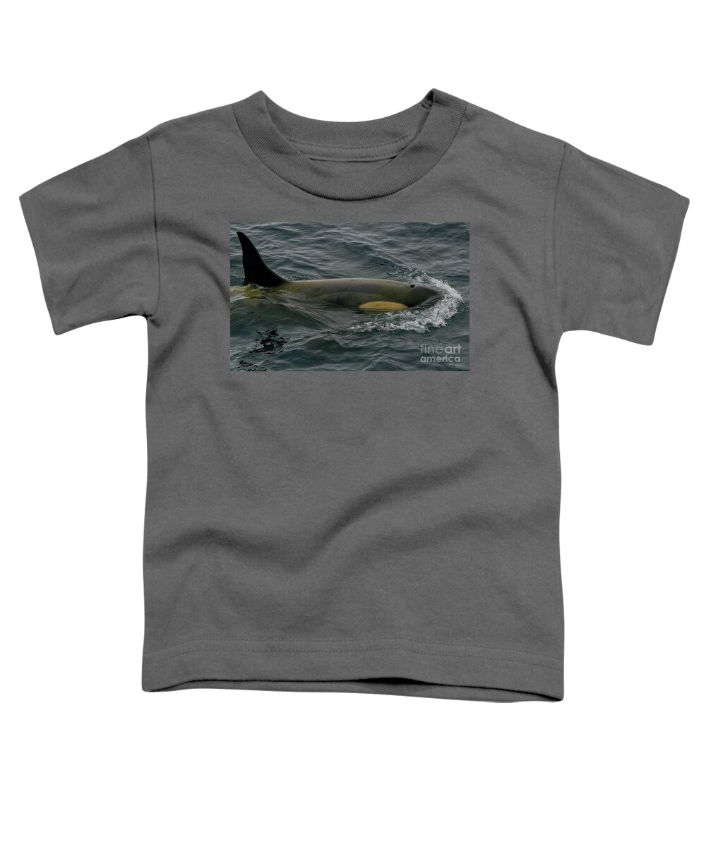 Antarctica Toddler T-Shirt featuring the photograph Southern Orca by Brian Kamprath
