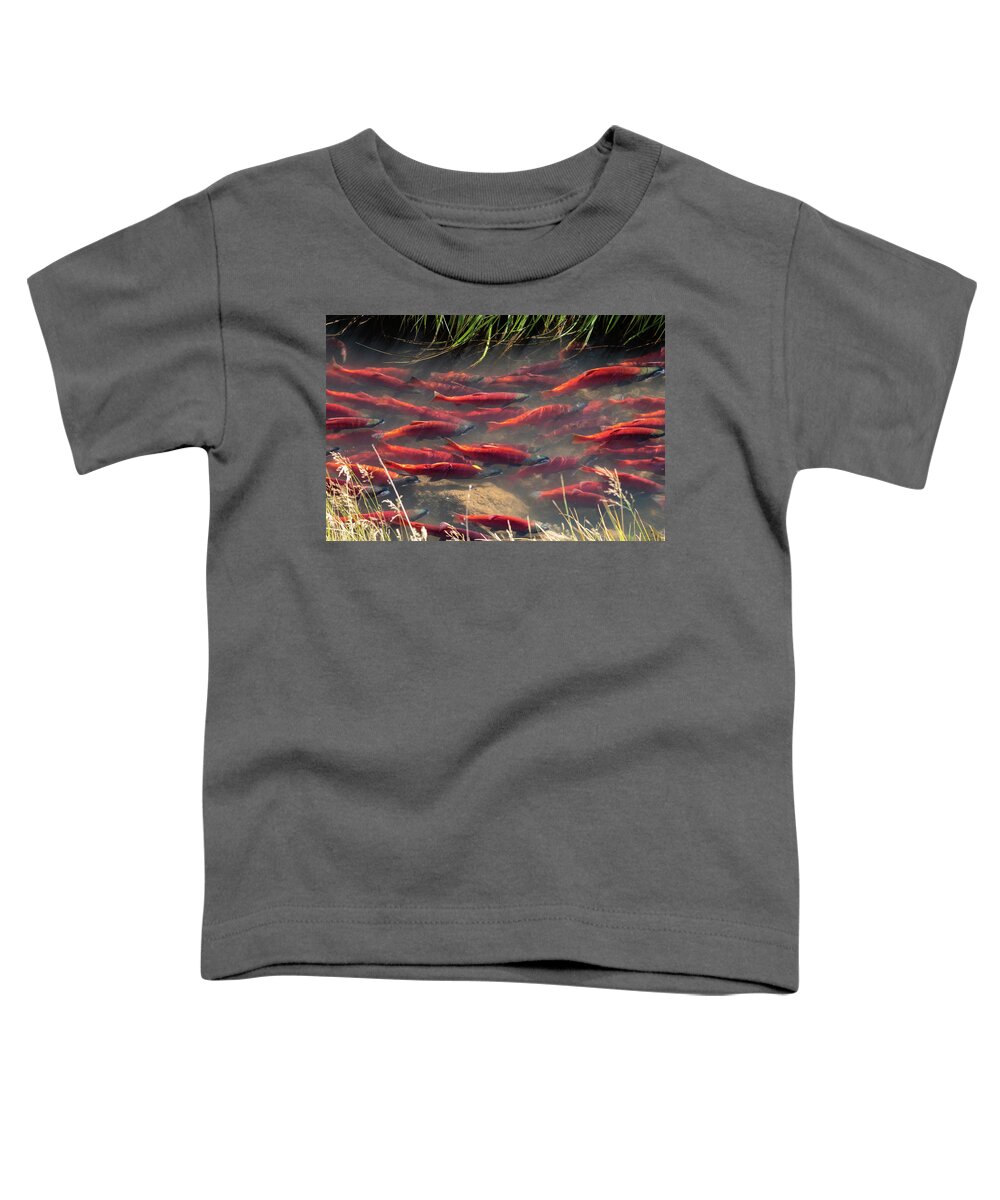 Salmon Toddler T-Shirt featuring the photograph Spawning School by Wesley Aston