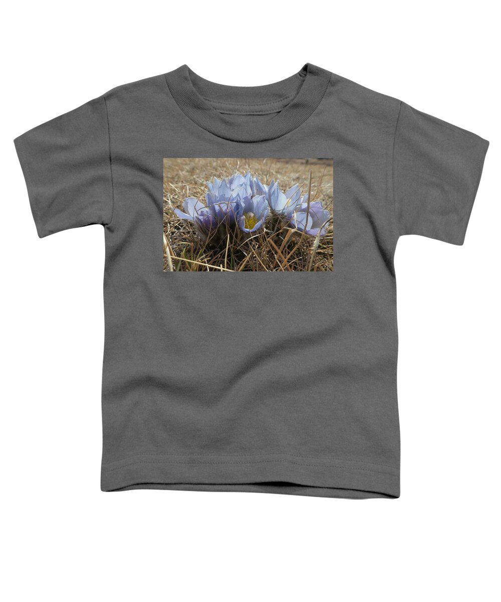 Crocus Toddler T-Shirt featuring the photograph Spring Prairie Crocus by Phil And Karen Rispin