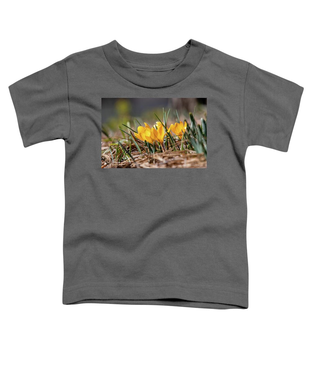 Crocus Toddler T-Shirt featuring the photograph Sunny Yellow Crocuses by Lara Morrison