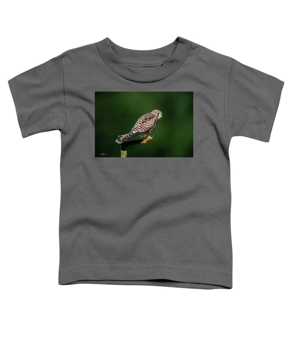Kestrel Toddler T-Shirt featuring the photograph The hunting position in profile for the young kestrel by Torbjorn Swenelius