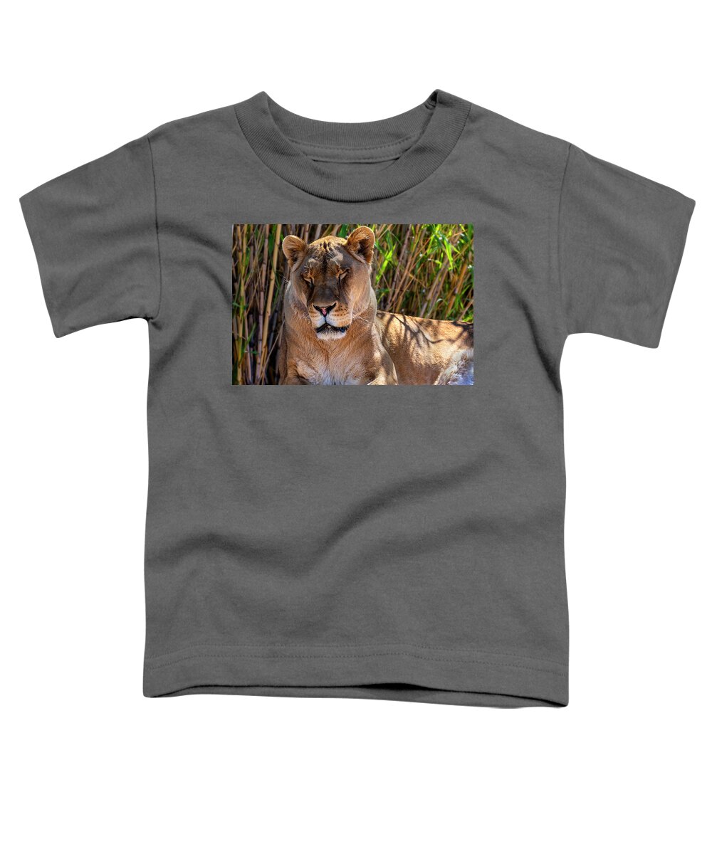  Toddler T-Shirt featuring the photograph The Lion Sleeps Tonight by Al Judge