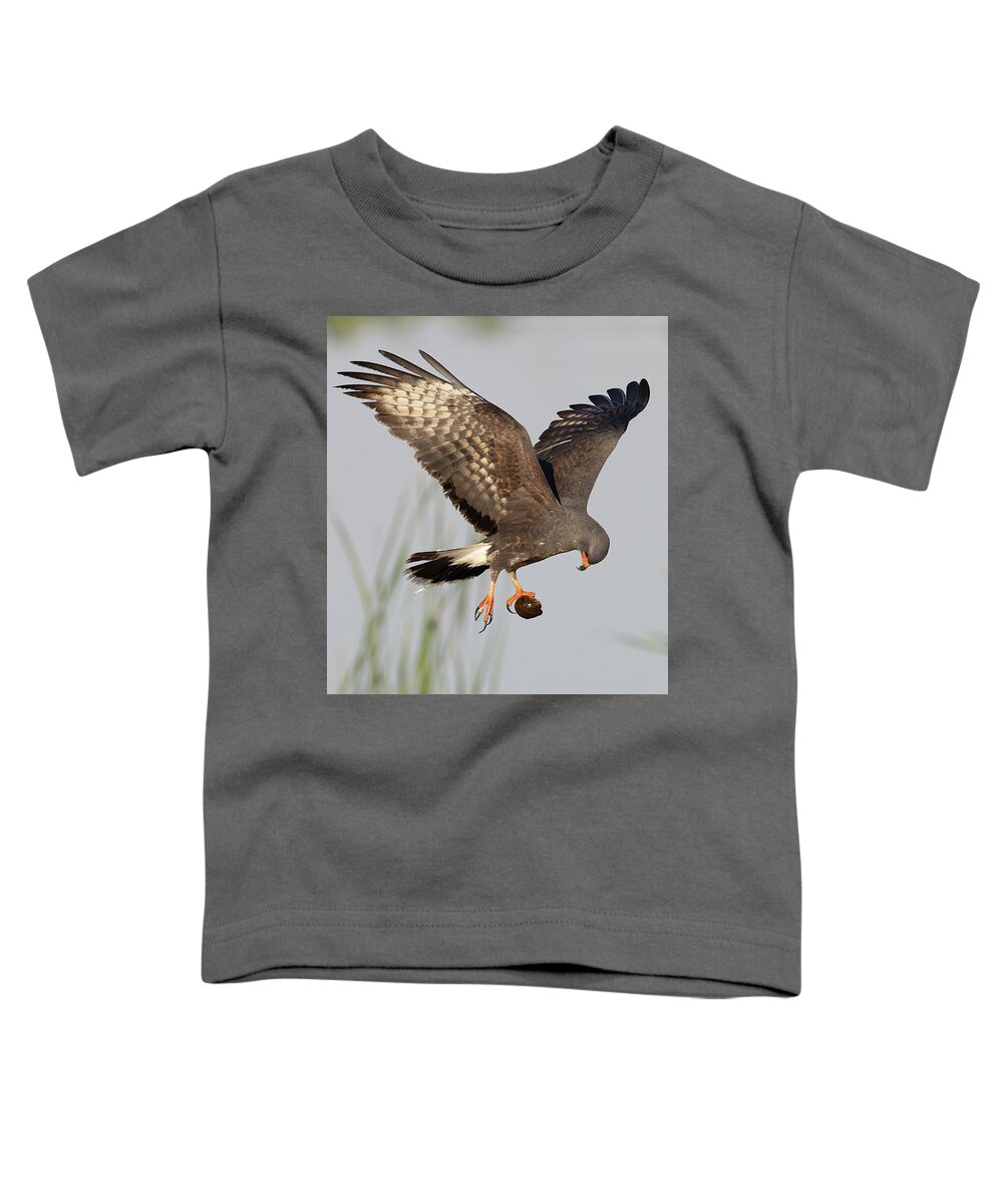 Snail Kite Toddler T-Shirt featuring the photograph The Question by RD Allen