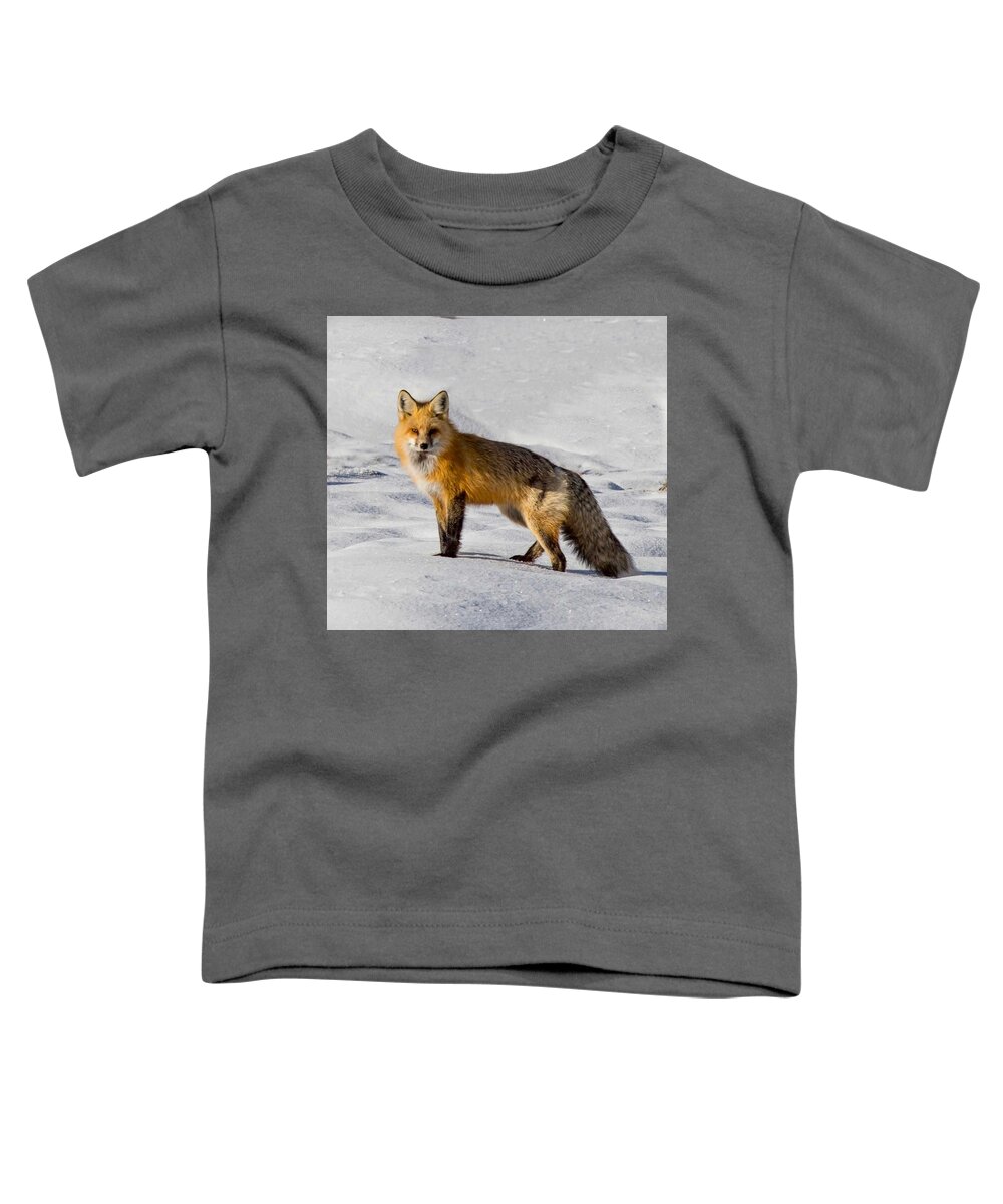 Fox Toddler T-Shirt featuring the photograph Vixen by Carolyn Mickulas