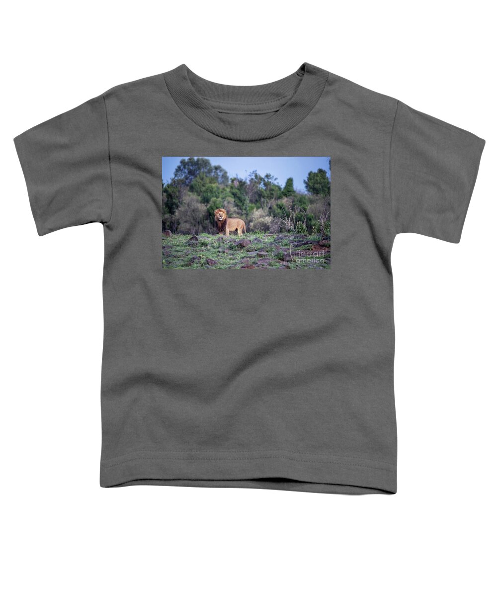 Africa Toddler T-Shirt featuring the photograph Watchful prime male lion in the Masai Mara, Kenya by Jane Rix