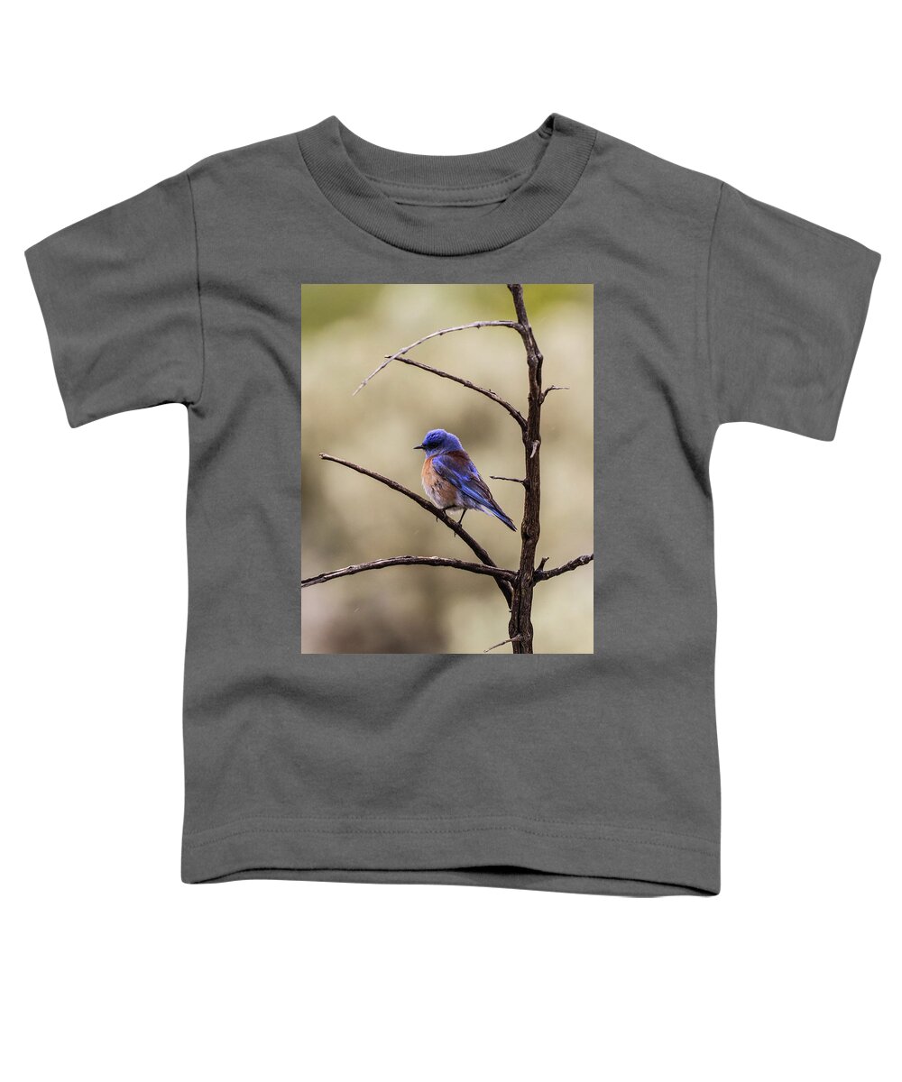 Blue Bird Toddler T-Shirt featuring the photograph Western Blue Bird by Tahmina Watson
