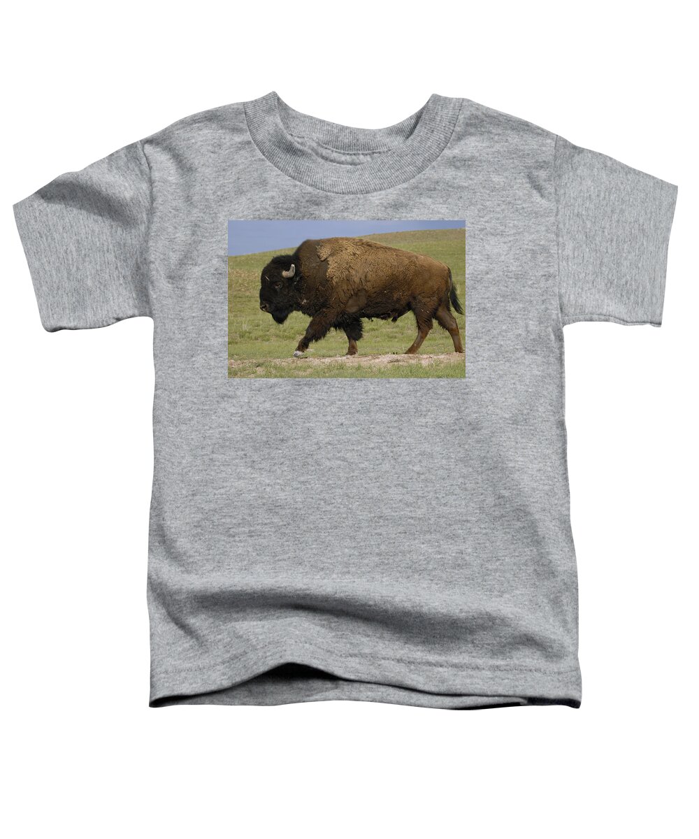 Feb0514 Toddler T-Shirt featuring the photograph American Bison Male Wyoming #1 by Pete Oxford