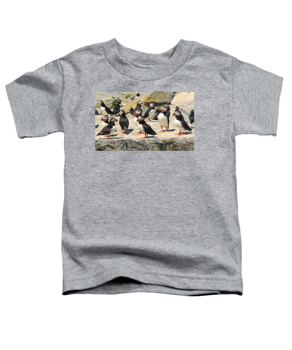Wildlife Toddler T-Shirt featuring the photograph Atlantic Puffin Colony #1 by John Burk
