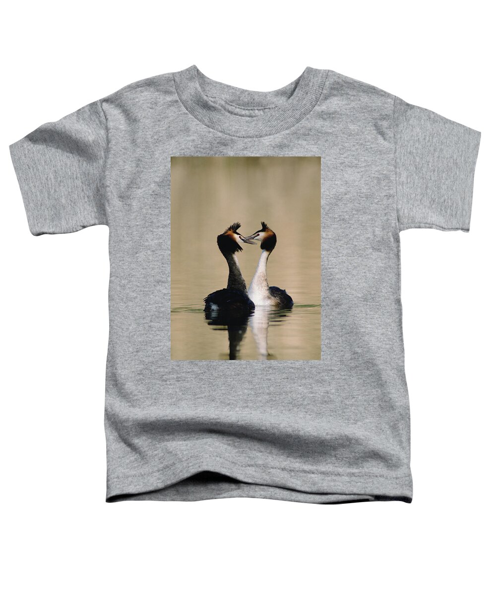 00193666 Toddler T-Shirt featuring the photograph Great Crested Grebes Courting #2 by Konrad Wothe