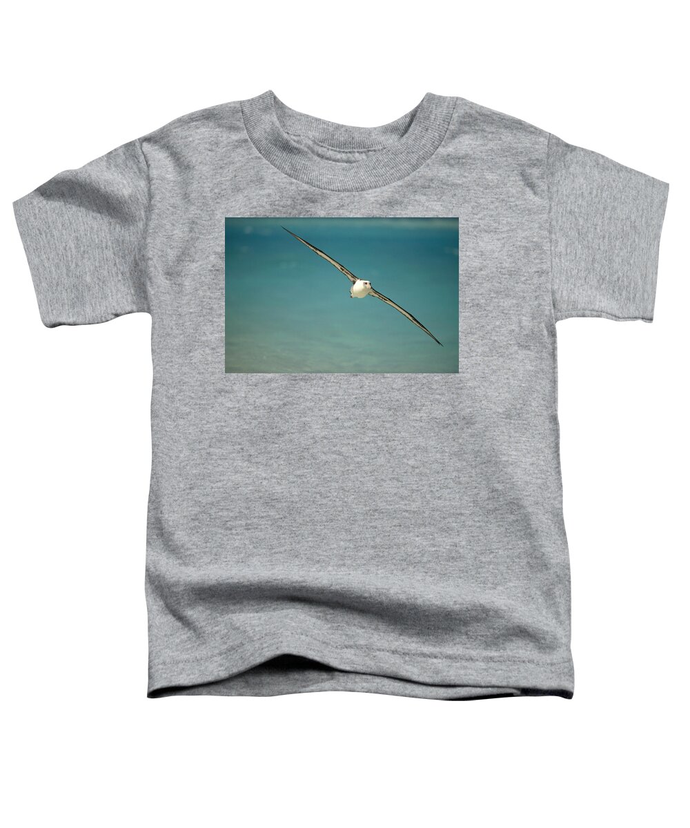 Feb0514 Toddler T-Shirt featuring the photograph Laysan Albatross Flying Midway Atoll #1 by Tui De Roy