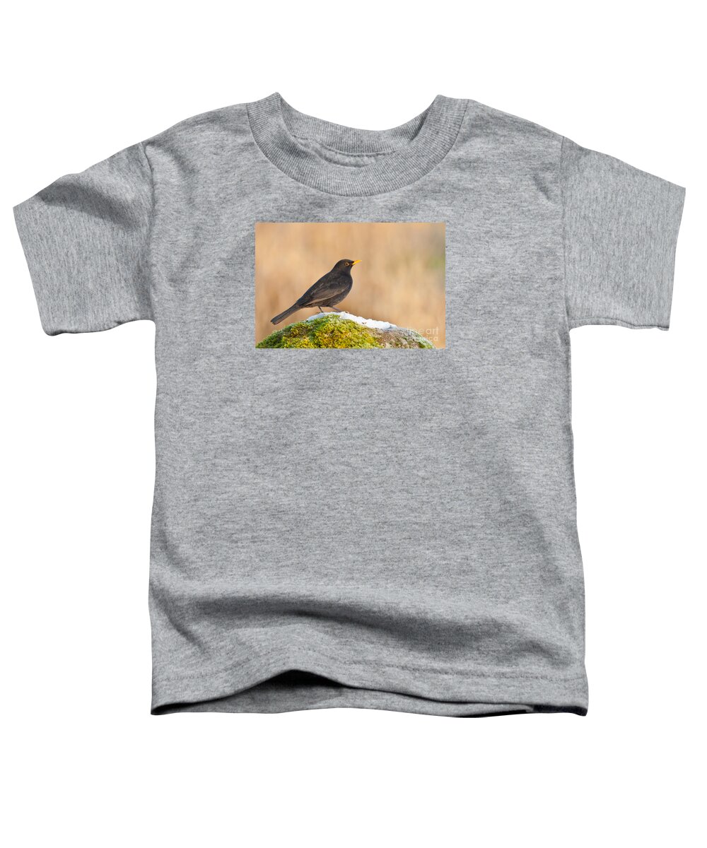 Blackbird Toddler T-Shirt featuring the photograph Male Blackbird Turdus merula #2 by Liz Leyden