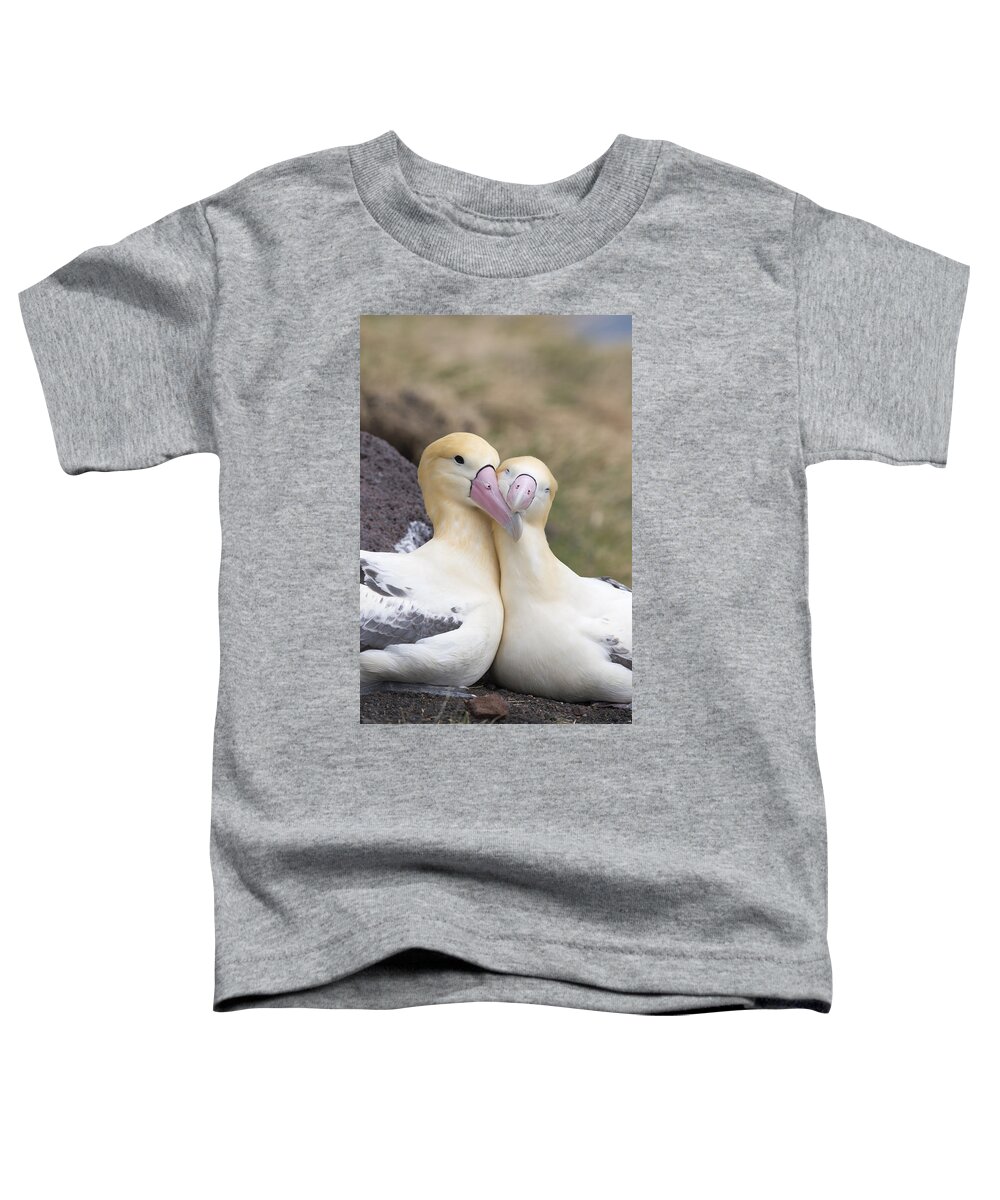 536860 Toddler T-Shirt featuring the photograph Short-tailed Albatross Torishima Isl by Tui De Roy
