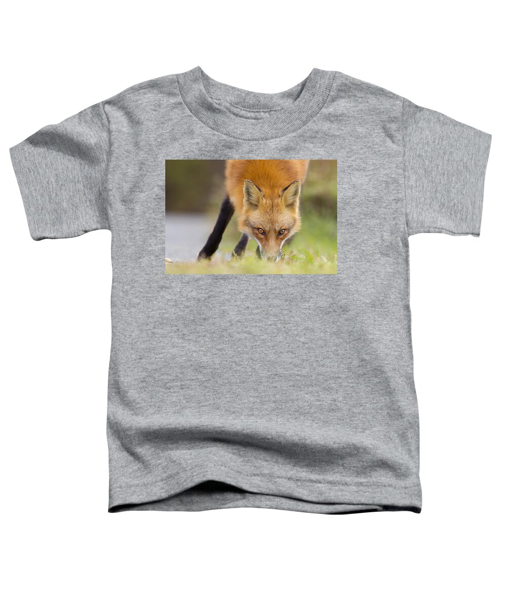 Wild Toddler T-Shirt featuring the photograph Wild Eyes #1 by Mircea Costina Photography