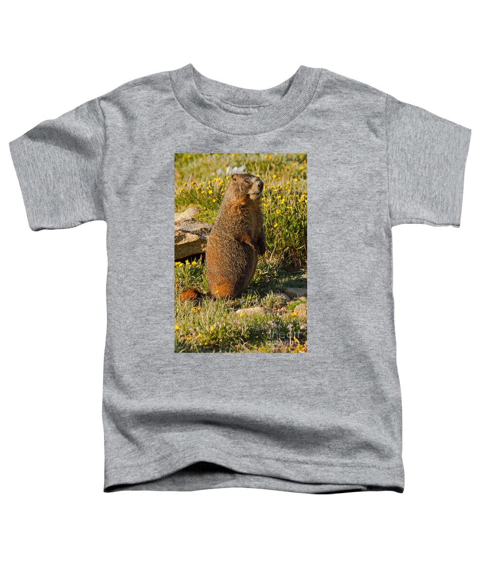 Animal Toddler T-Shirt featuring the photograph Yellow Bellied Marmot on Alert in Rocky Mountain National Park #1 by Fred Stearns