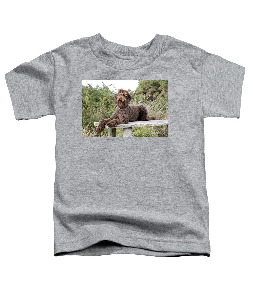 Labradoodle Toddler T-Shirt featuring the photograph Brown Labradoodle #2 by John Daniels