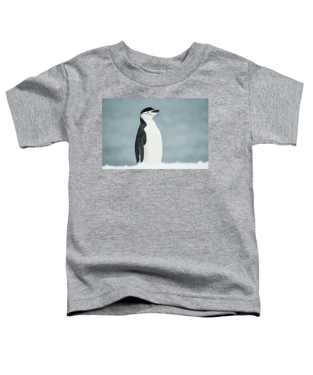 Ice Toddler T-Shirt featuring the photograph Chinstrap Penguin Pygoscelis #2 by Deb Garside