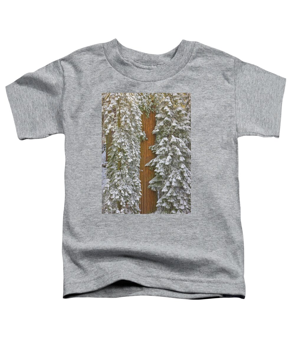 00431217 Toddler T-Shirt featuring the photograph Giant Sequoias And Snow by Yva Momatiuk John Eastcott