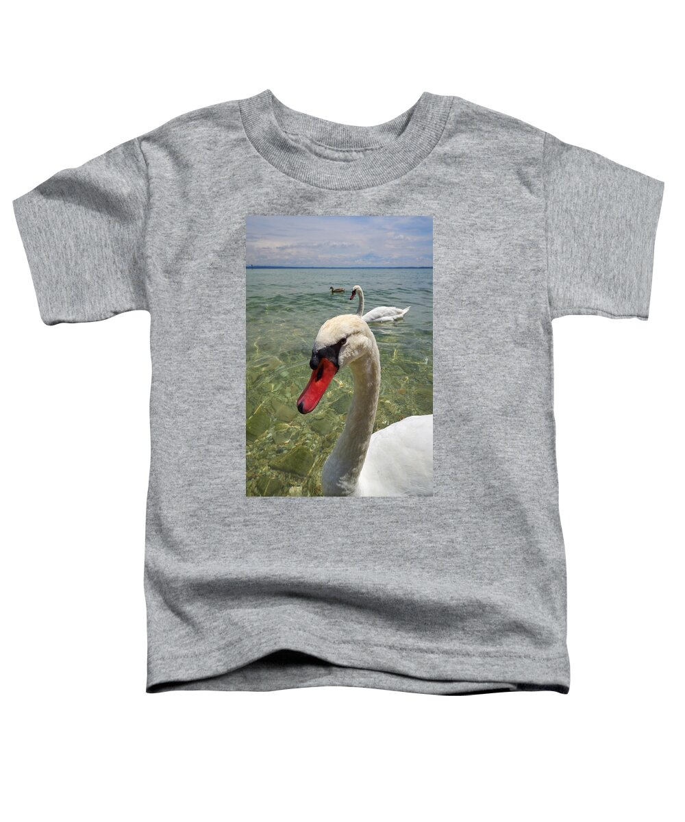 Cygnus Olor Toddler T-Shirt featuring the photograph Mute swan. Sirmione. Lago di Garda #2 by Jouko Lehto