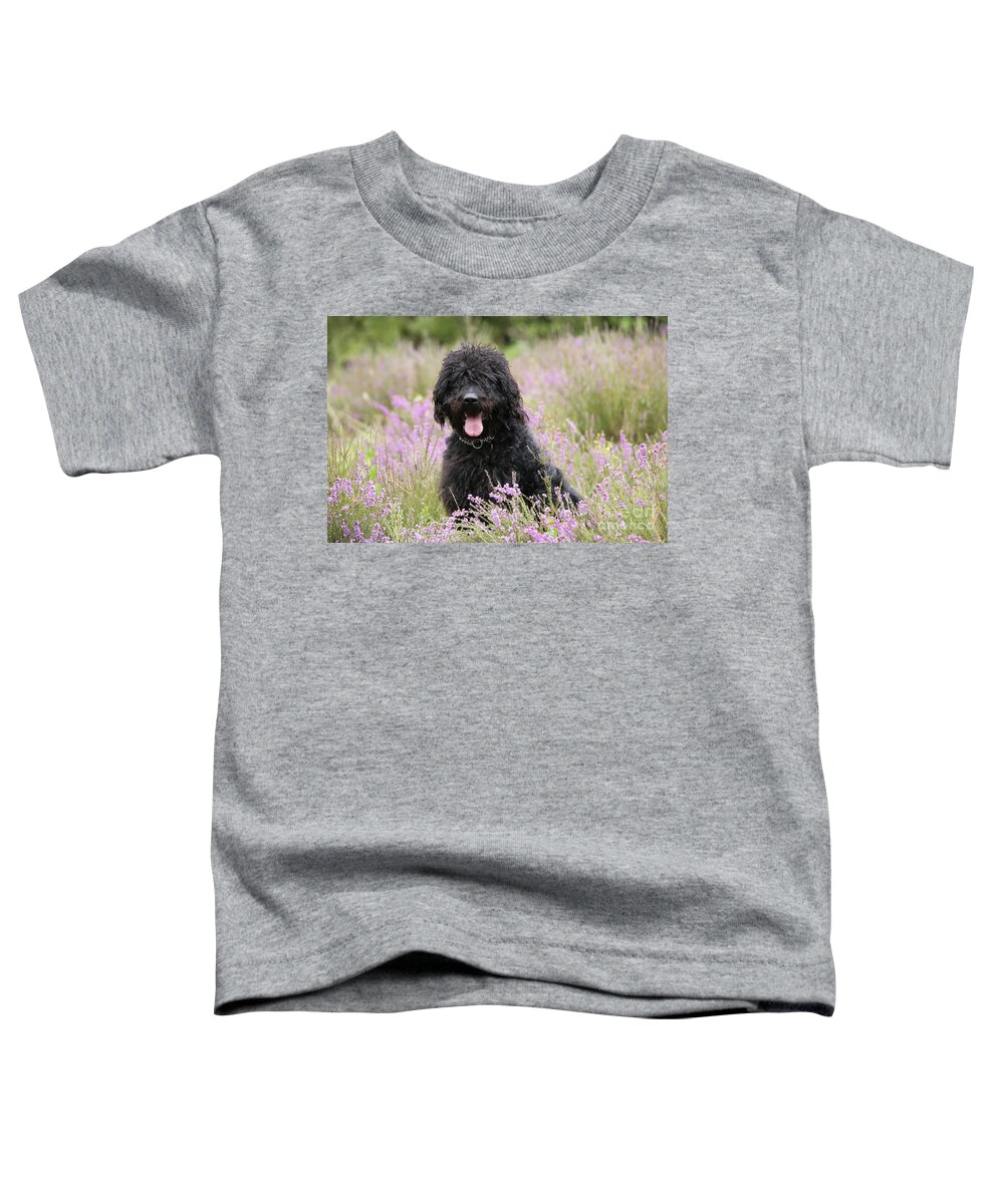 Labradoodle Toddler T-Shirt featuring the photograph Black Labradoodle by John Daniels