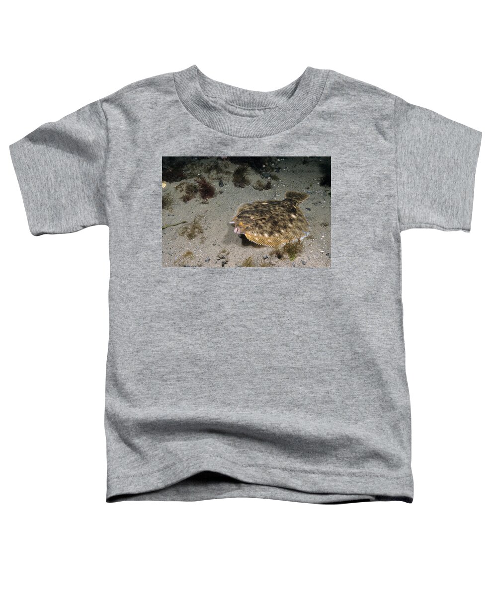 Flatfish Toddler T-Shirt featuring the photograph Winter Flounder #6 by Andrew J. Martinez