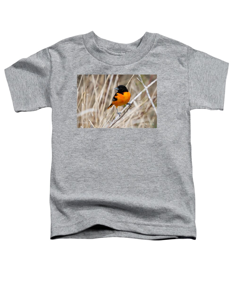 Bird Toddler T-Shirt featuring the photograph Male Baltimore Oriole #7 by Linda Freshwaters Arndt