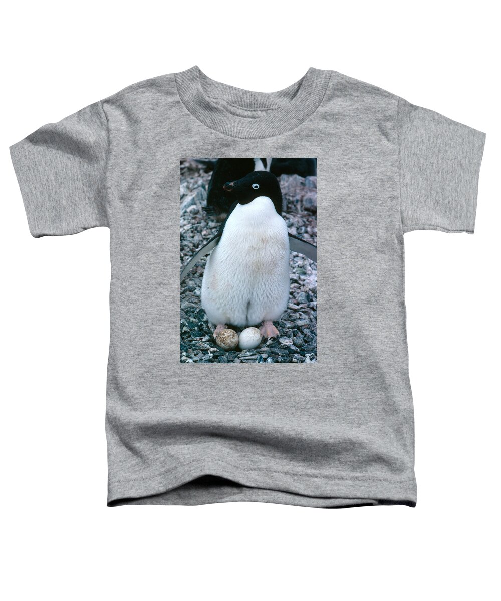 Adélie Toddler T-Shirt featuring the photograph Adelie Penguin With Egg by Robert Hernandez