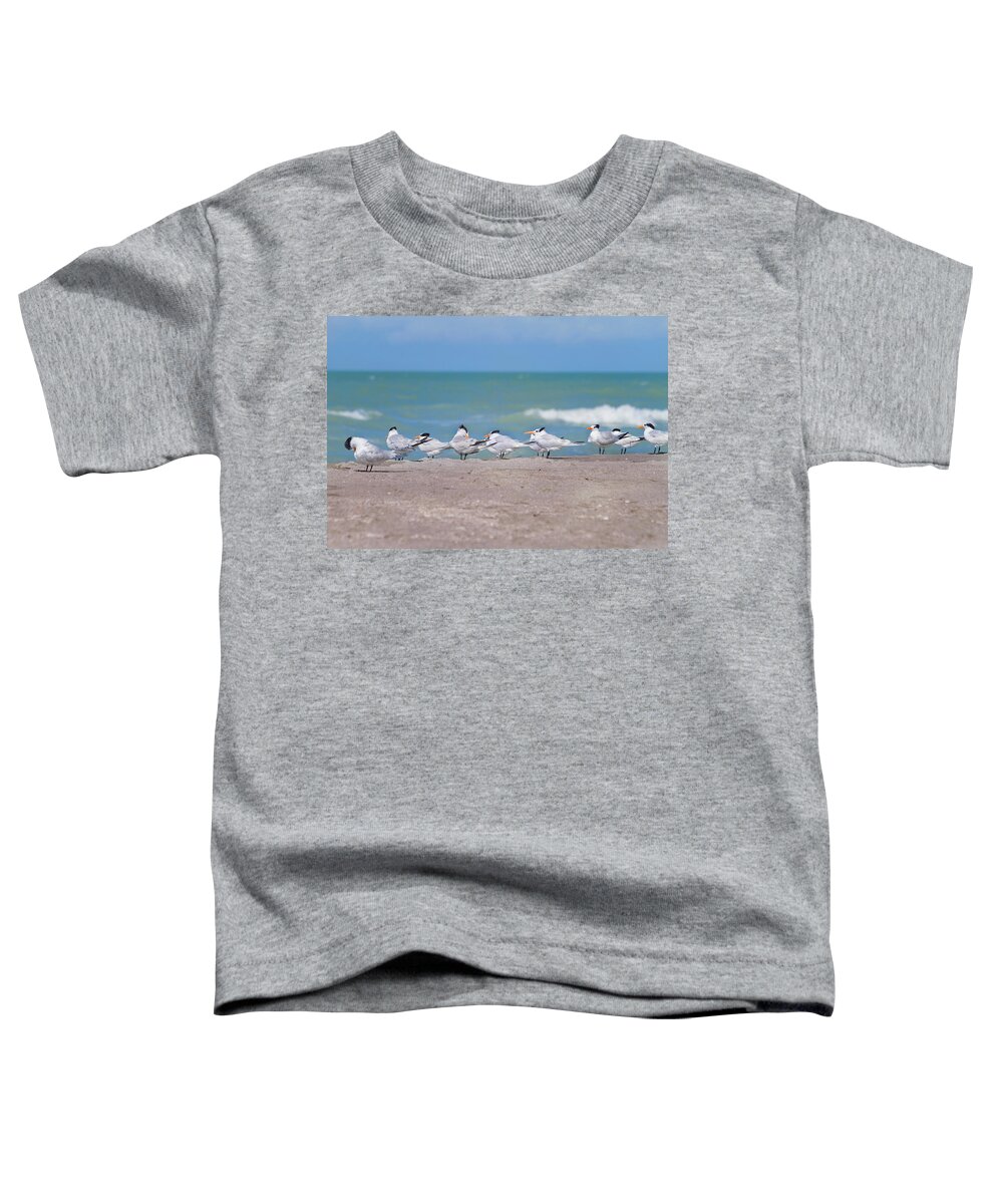 Tern Toddler T-Shirt featuring the photograph All In A Row by Kim Hojnacki