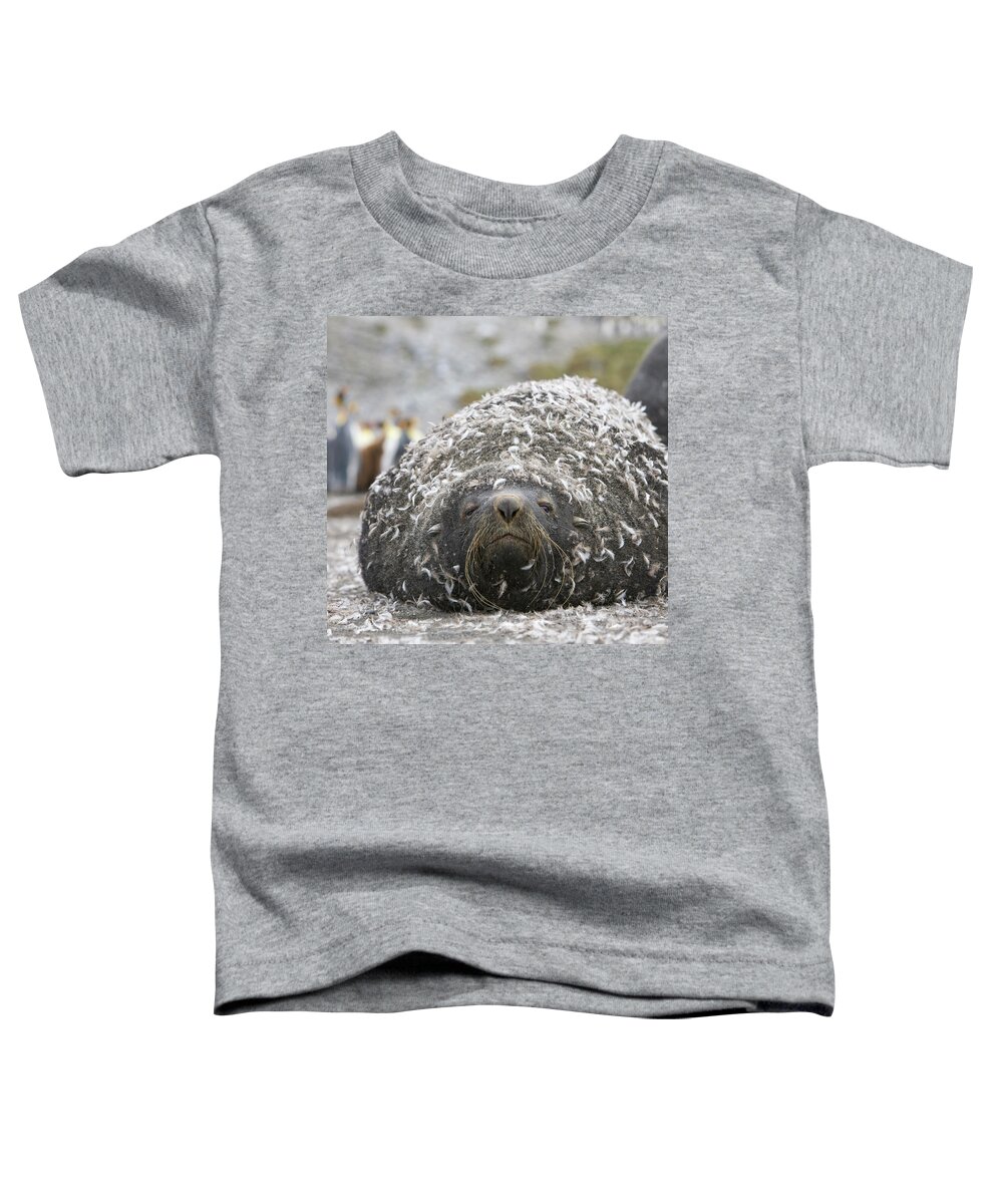 00345984 Toddler T-Shirt featuring the photograph Antarctic Fur Seal With Penguin Feathers by 