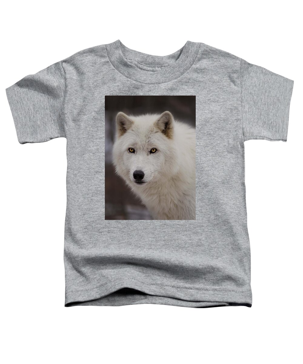 Artic Wolf Toddler T-Shirt featuring the photograph Artic Wolf by GeeLeesa Productions