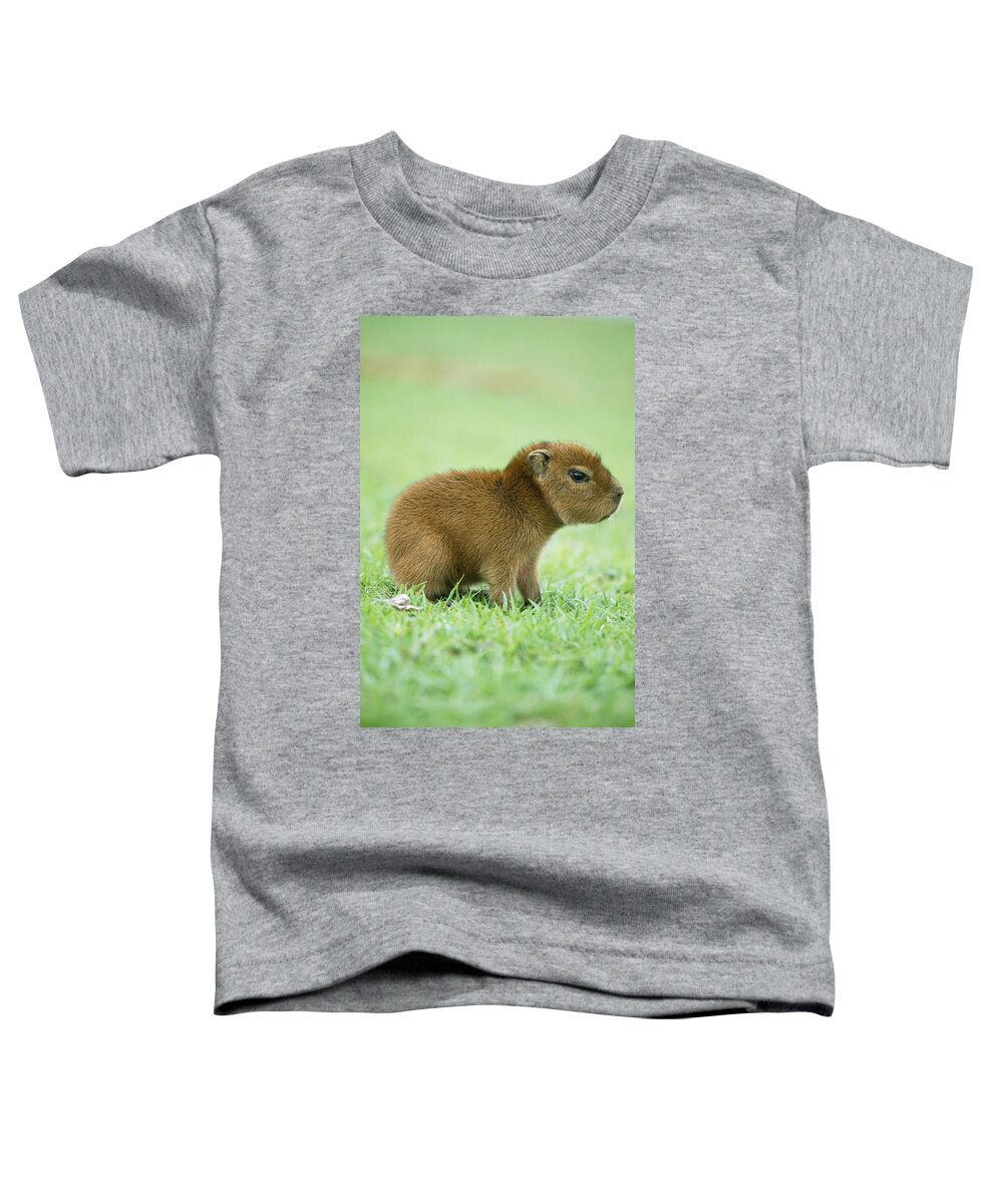 Capybara Toddler T-Shirt featuring the photograph Baby Capybara by M. Watson