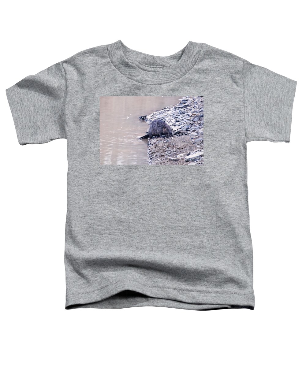 Beaver Toddler T-Shirt featuring the photograph Beaver On Dry Land by Flees Photos