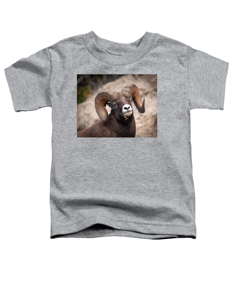 Sheep Toddler T-Shirt featuring the photograph Bighorn Sheep by Bill Cubitt