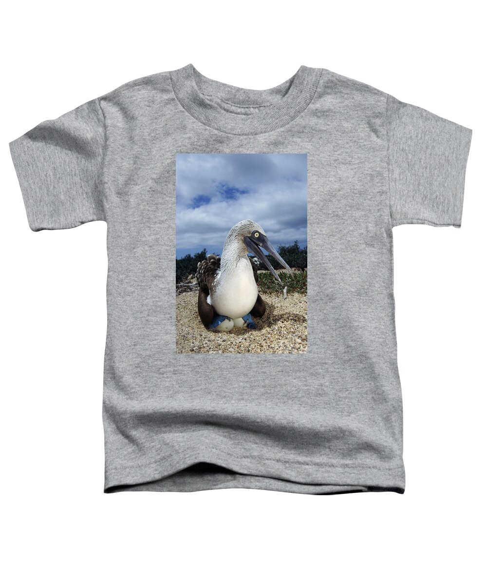 Feb0514 Toddler T-Shirt featuring the photograph Blue-footed Booby Male Incubating Eggs by Tui De Roy
