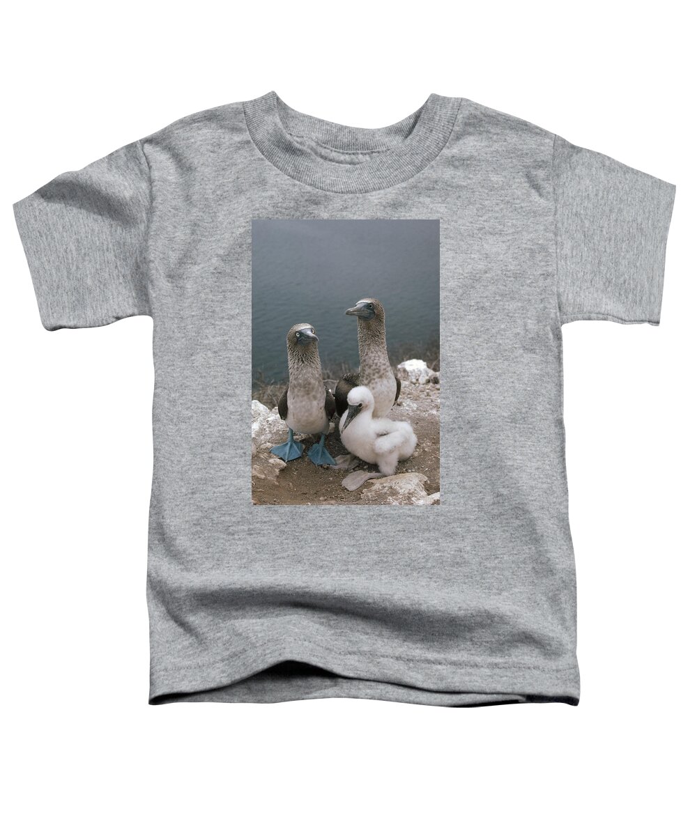Feb0514 Toddler T-Shirt featuring the photograph Blue-footed Booby Parents With Chick by Tui De Roy