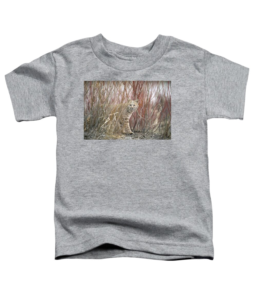 Feb0514 Toddler T-Shirt featuring the photograph Bobcat Juvenile Emerging From Dry Grass by Michael Quinton