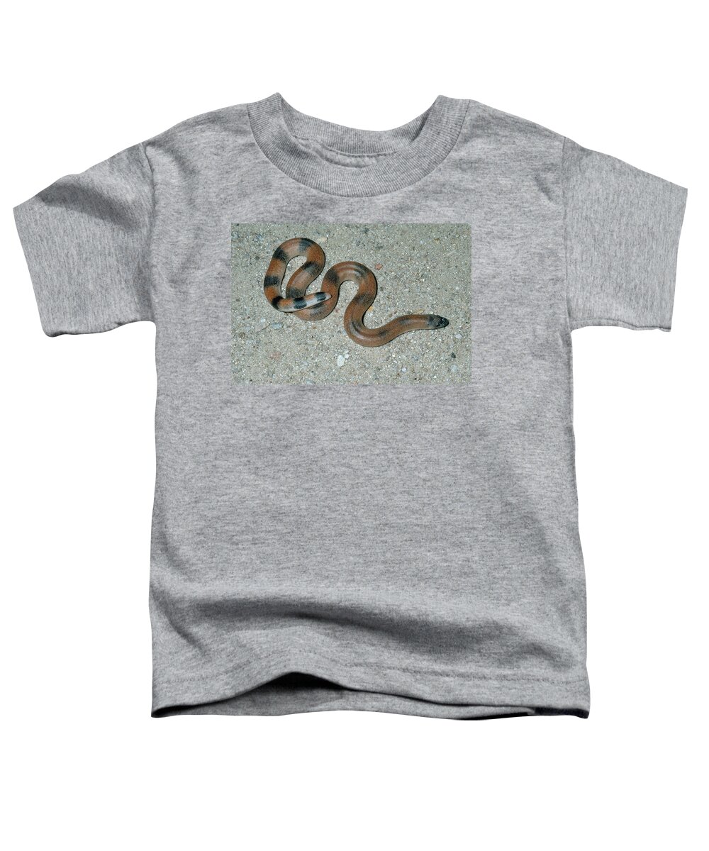 Animal Toddler T-Shirt featuring the photograph Brown Sand Boa by Karl H. Switak