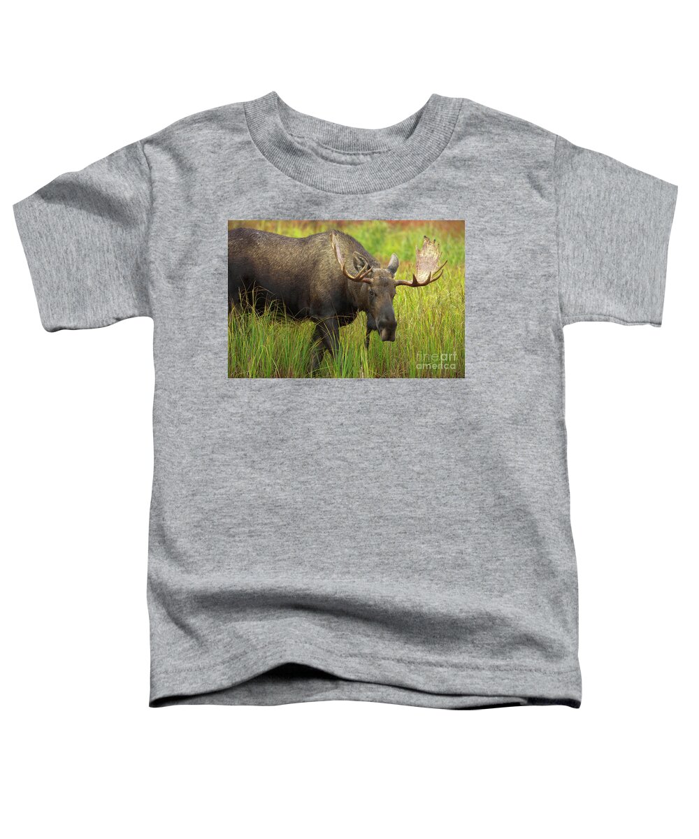 00427702 Toddler T-Shirt featuring the photograph Bull Moose Denali National Park by Yva Momatiuk John Eastcott