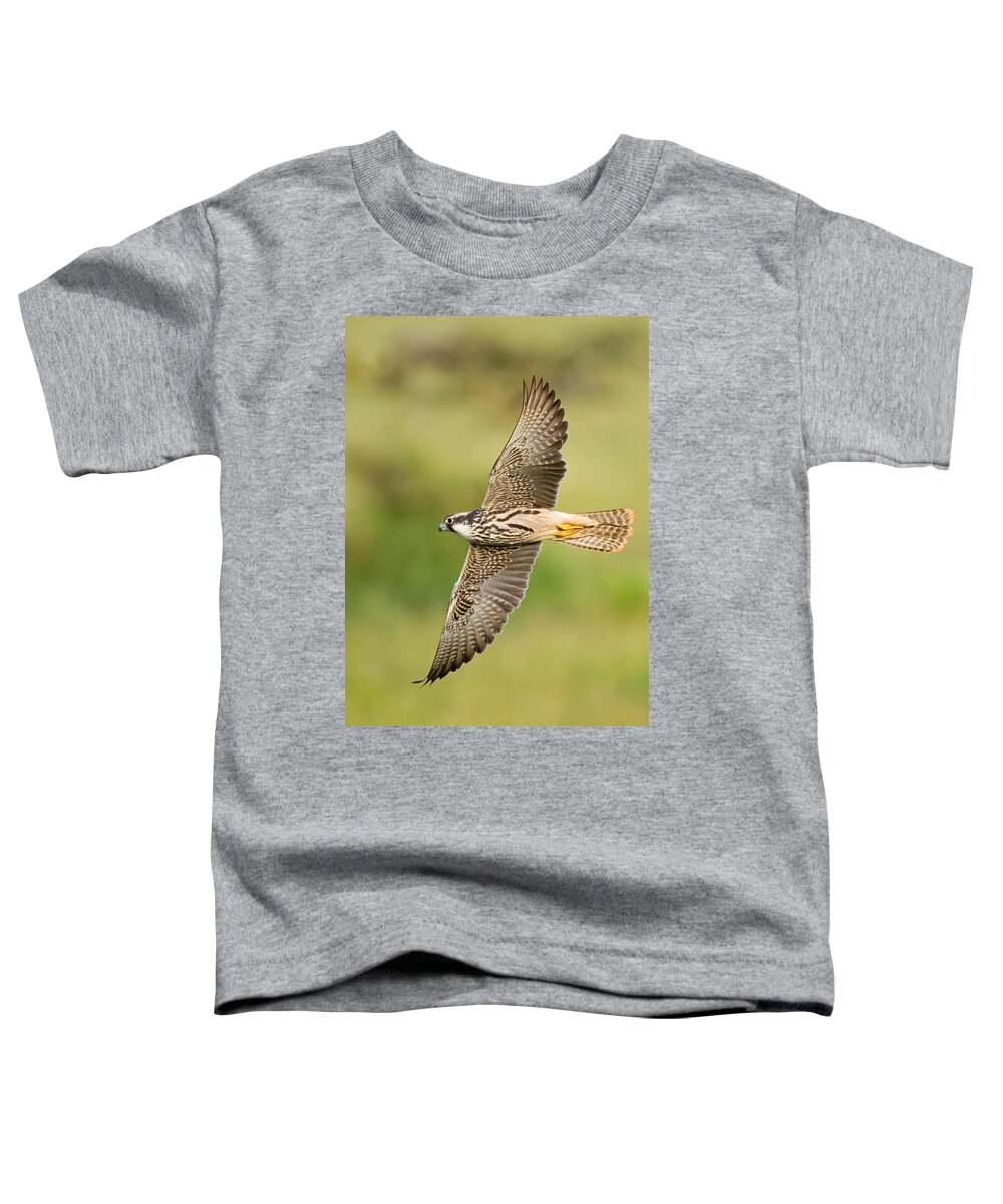 Photography Toddler T-Shirt featuring the photograph Close-up Of A Lanner Falcon Flying by Panoramic Images