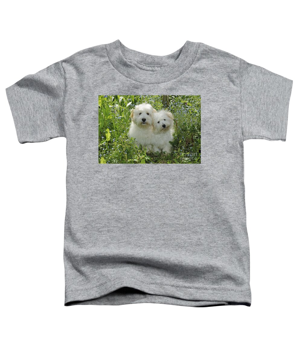 Dog Toddler T-Shirt featuring the photograph Coton De Tulear Dogs by John Daniels