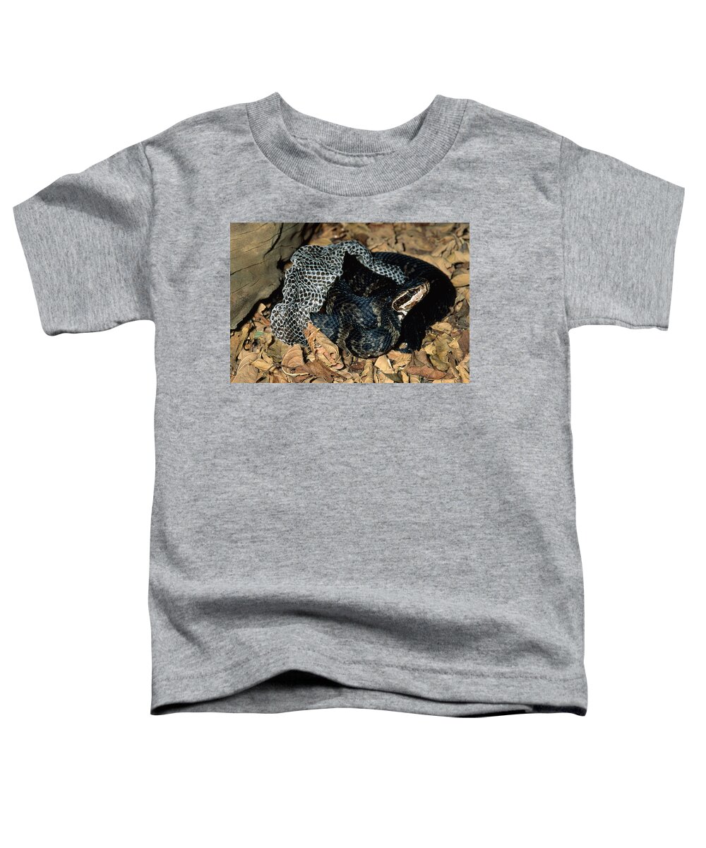 Agkistrodon Toddler T-Shirt featuring the photograph Cottonmouth Shedding by Karl H. Switak