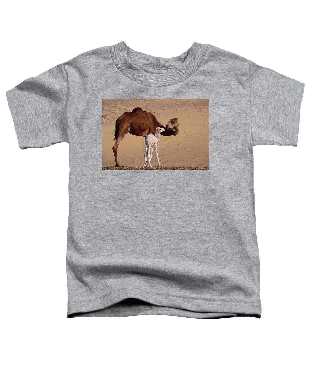 Feb0514 Toddler T-Shirt featuring the photograph Dromedary Camel And Baby Oasis Dakhia by Gerry Ellis