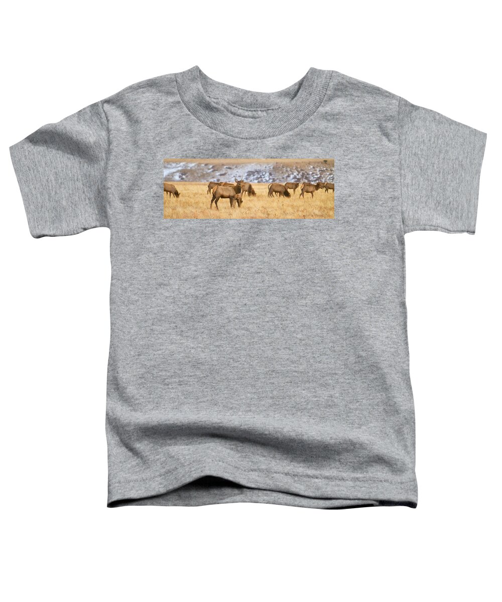 Elk Toddler T-Shirt featuring the photograph Elk Herd Colorado Foothills Plains Panorama by James BO Insogna