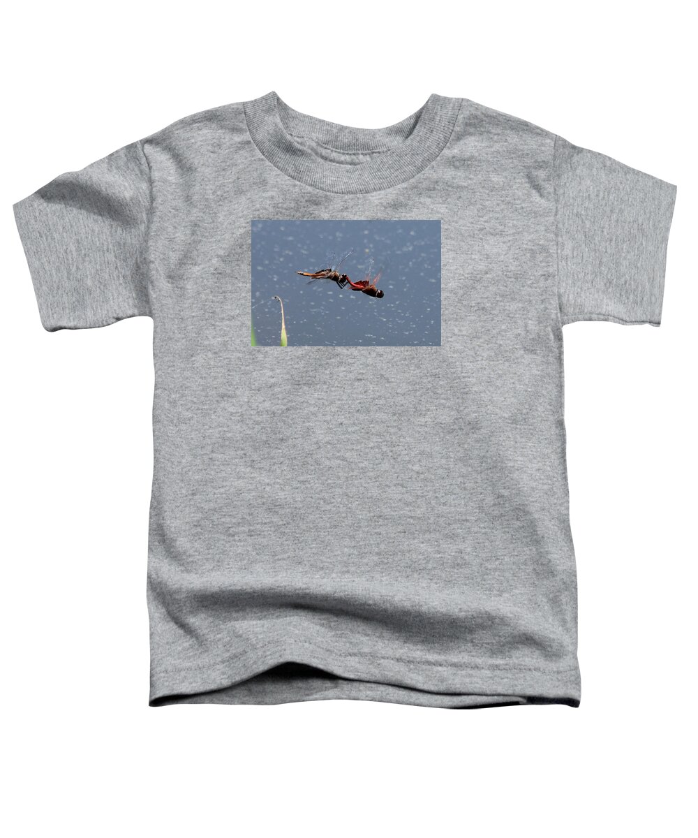Reid Callaway Dragon Toddler T-Shirt featuring the photograph Dragonflies Predatory Insects Fly United 7 Georgia Wildlife Art by Reid Callaway
