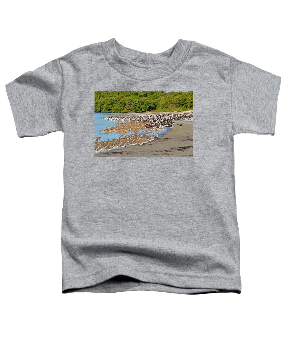 Landscape Toddler T-Shirt featuring the photograph Four Species of Birds at Roost on Tampa Bay Beach by Jeff at JSJ Photography