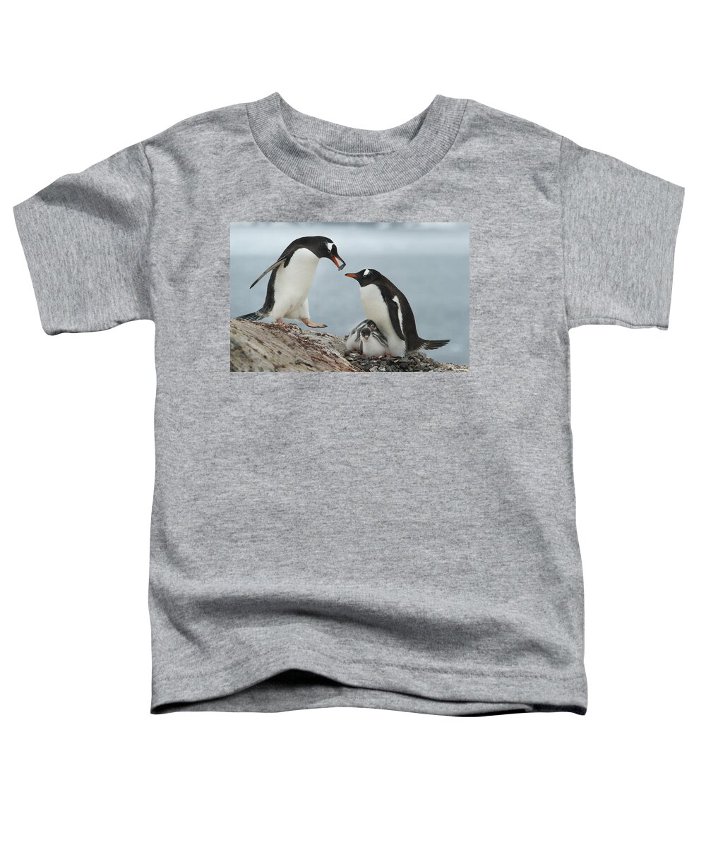 534763 Toddler T-Shirt featuring the photograph Gentoo Penguin Male Bringing Gift To by Kevin Schafer