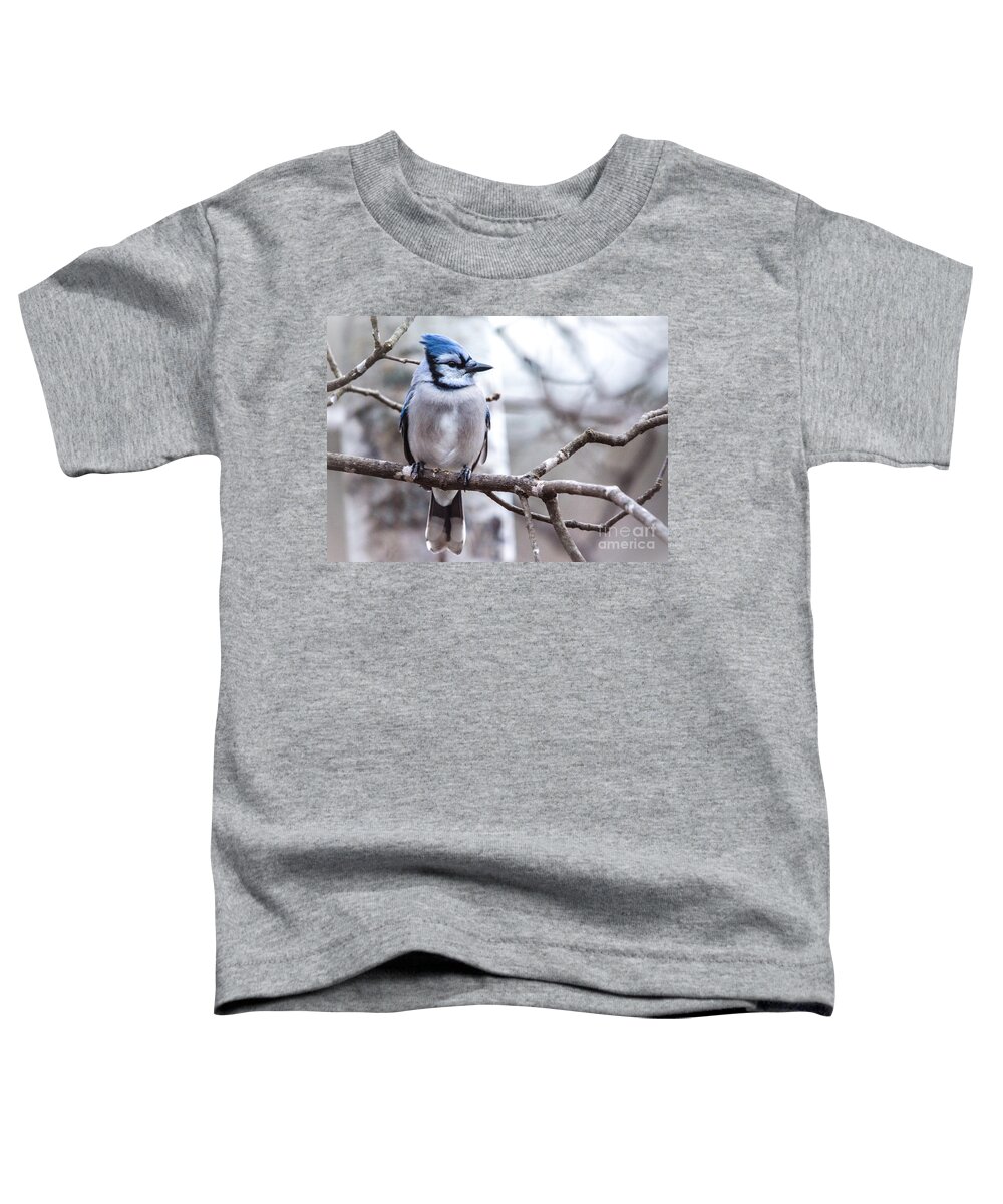  Toddler T-Shirt featuring the photograph Gorgeous Blue Jay by Cheryl Baxter
