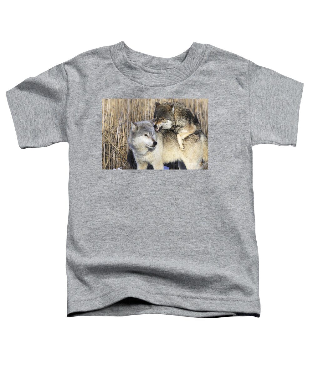 Wolf Toddler T-Shirt featuring the photograph Gray Wolves, Canis Lupus by M. Watson