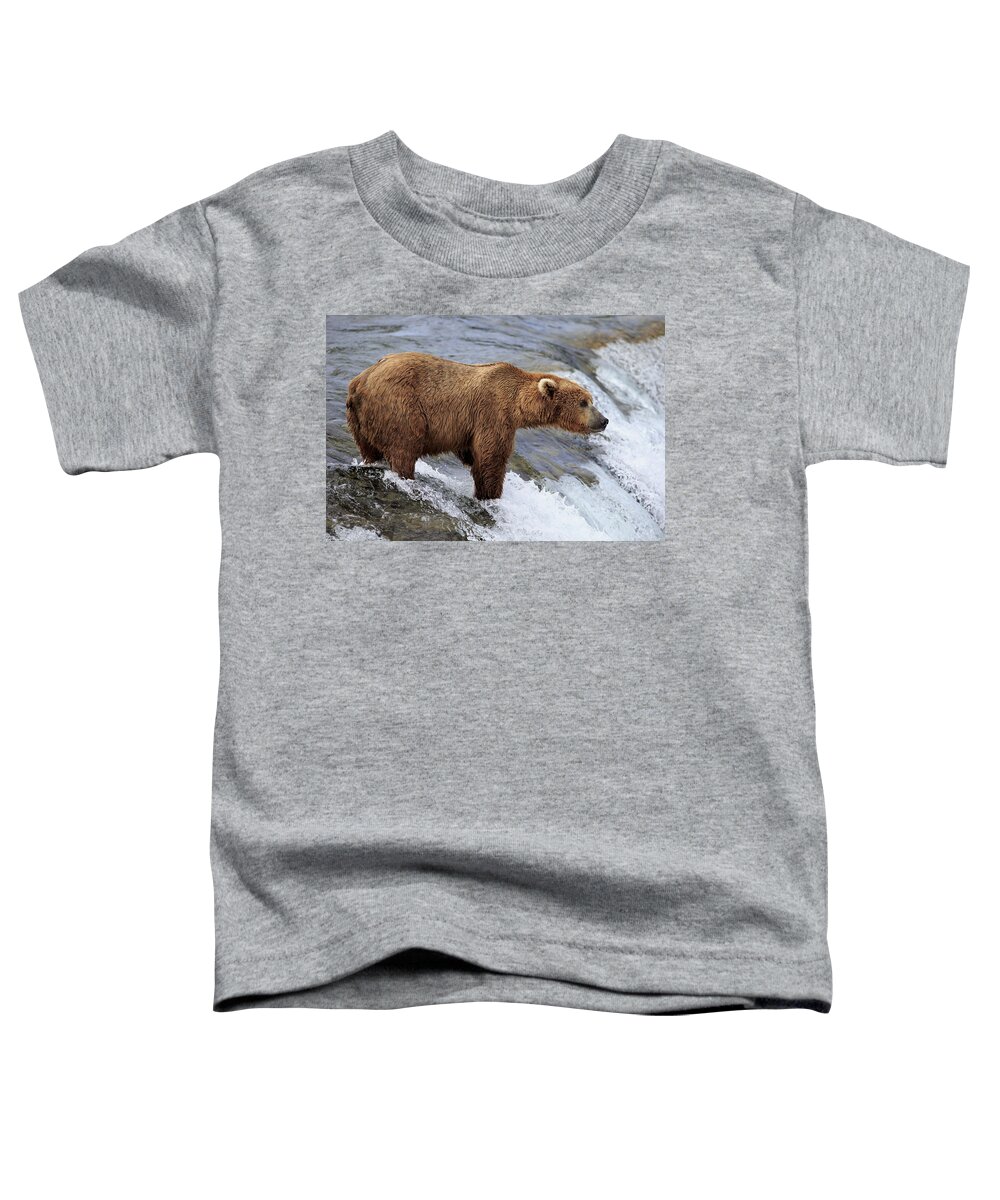 Flpa Toddler T-Shirt featuring the photograph Grizzly Bear Fishing For Salmon #1 by Jurgen and Christine Sohns